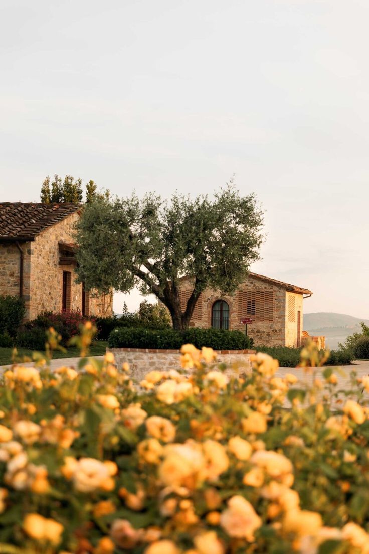 Tuscan countryside with olive trees and golden roses representing ethical heritage sourcing